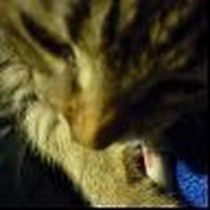 Meet your Posher, Annabelle